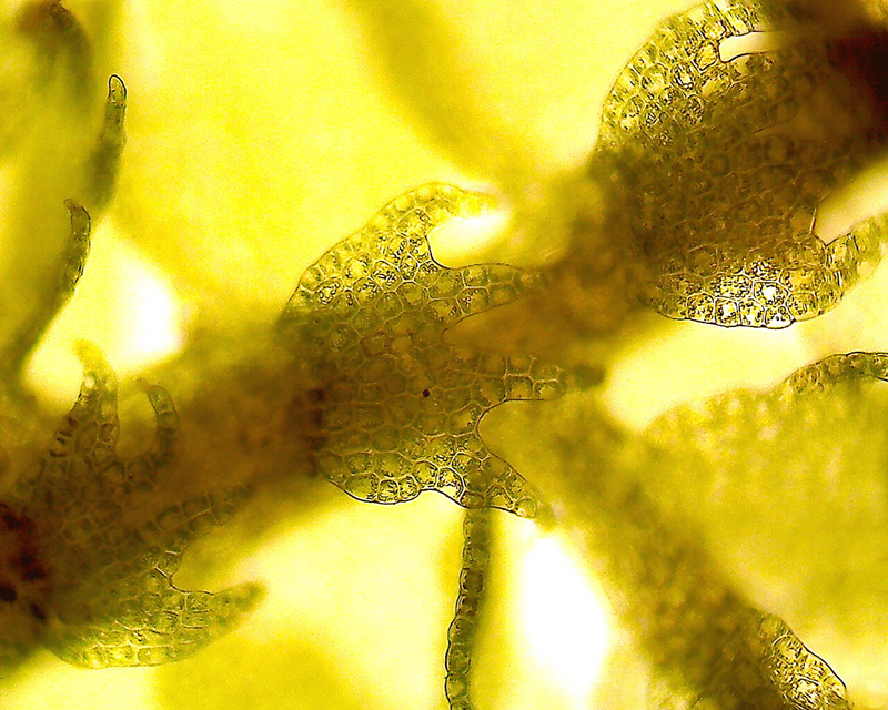 Lepidozia reptans, amphygastres